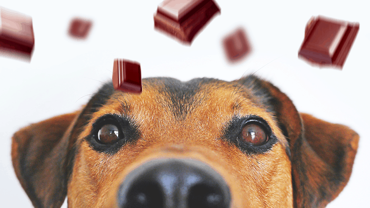 Os pets podem comer chocolate? - Pet Support