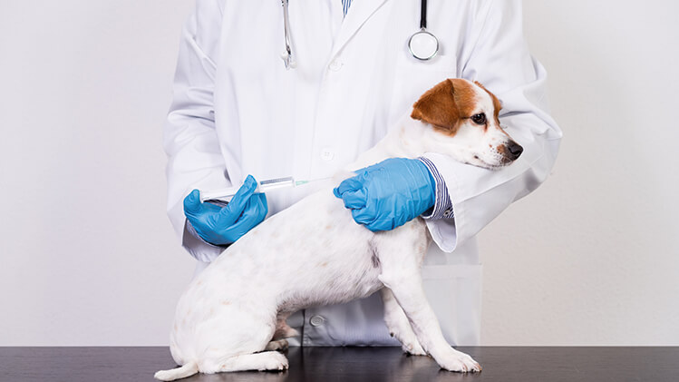 Principais vacinas para cães: protocolos e cuidados