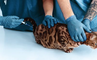 Principais vacinas para gatos: cuidados diferenciados