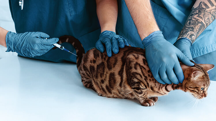 Principais vacinas para gatos: cuidados diferenciados