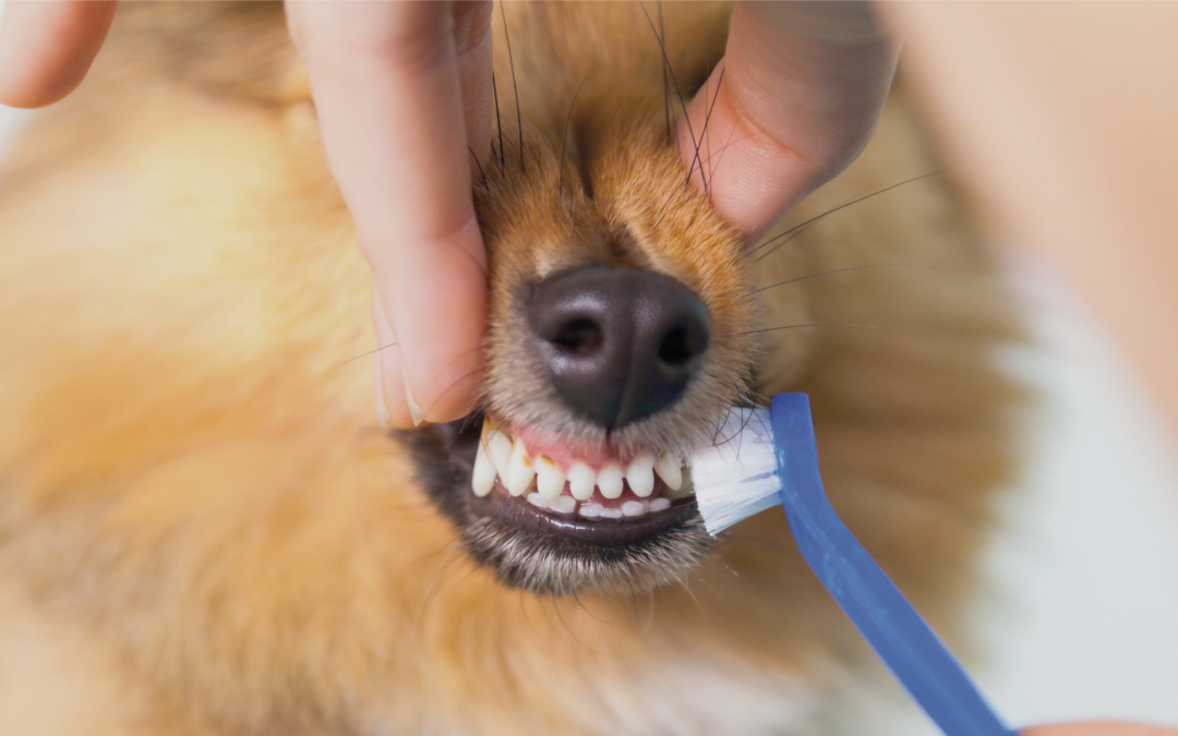 Cuidados com os dentes de cães e gatos