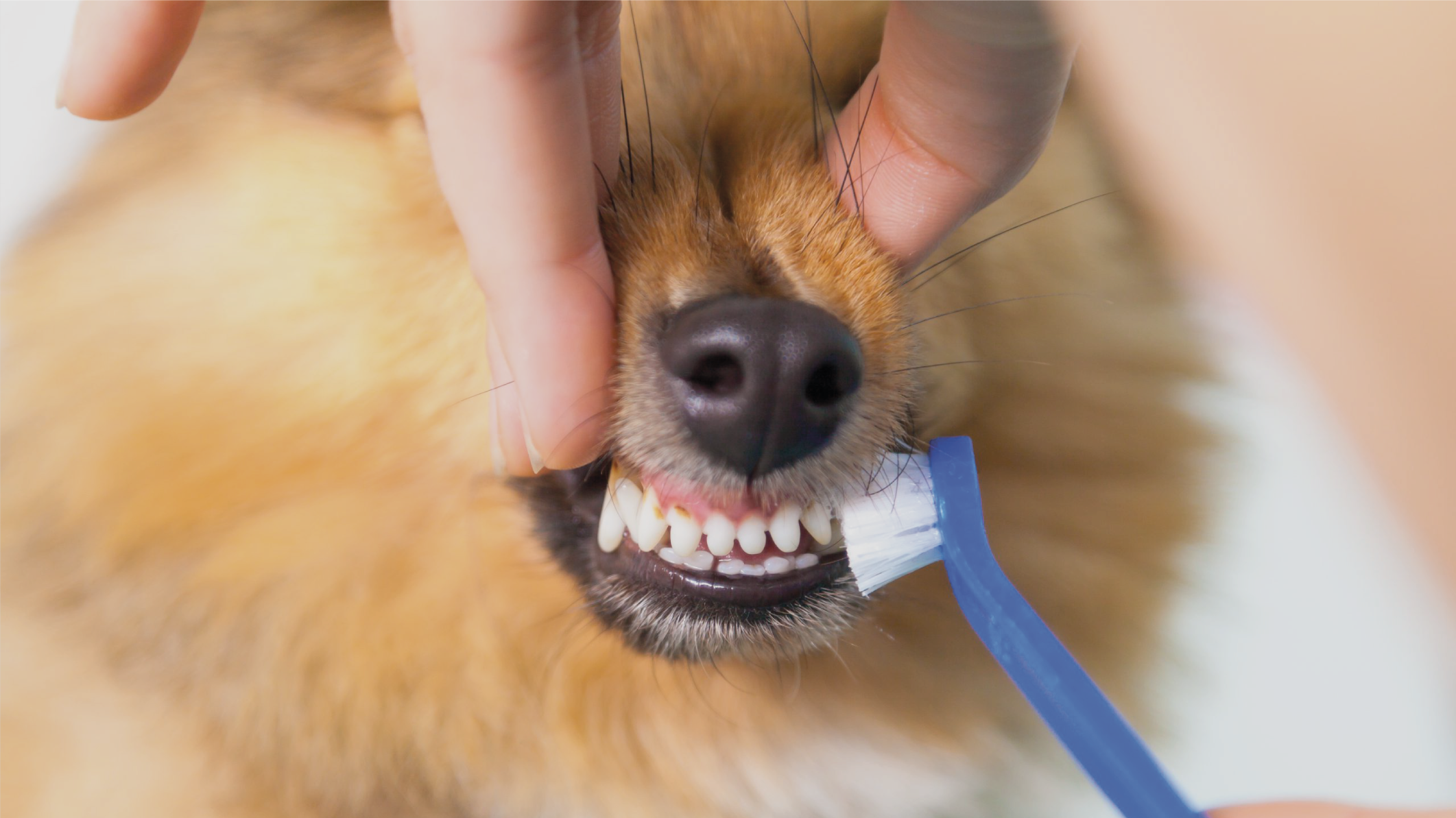 Cuidados com dos dentes de cães e gatos