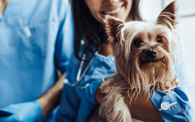 Câncer de mama em pets: cirurgia e quimioterapia
