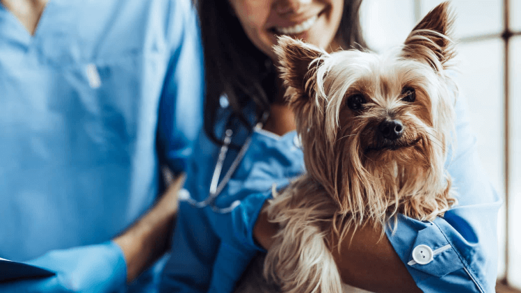 Câncer de mama em pets: cirurgia e quimioterapia