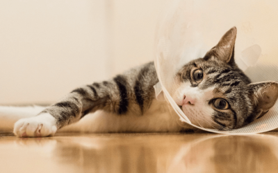 Cirurgia oncológica veterinária e novas terapias