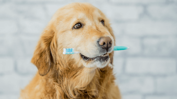 Como higienizar os dentes do PET?