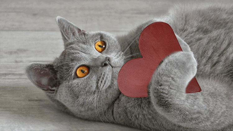 Cardiomiopatia hipertrófica: a principal doença cardíaca em gatos