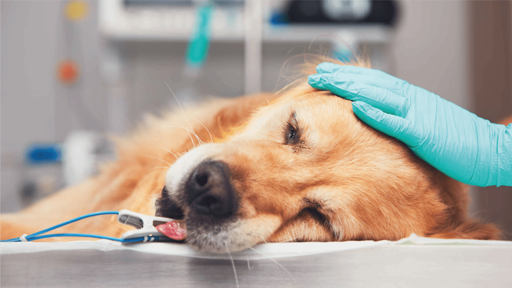Anestesia veterinária em cães e gatos