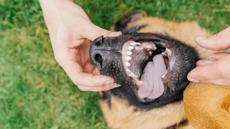 Por que a profilaxia odontológica é importante para cães e gatos?