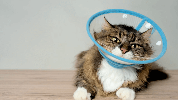 Castração de cães e gatos: cuidados necessários