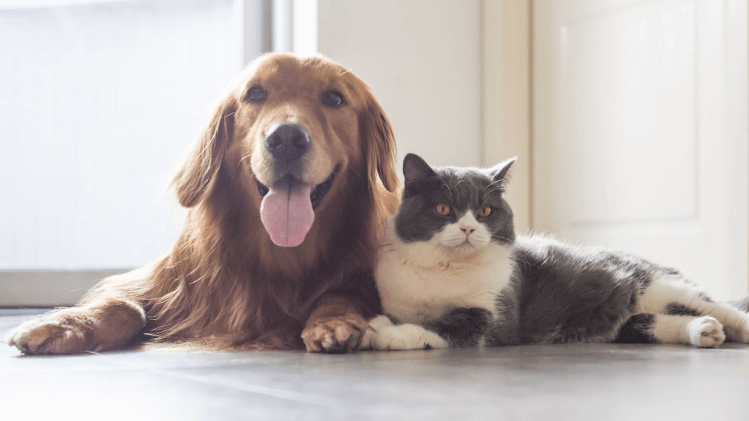 Cães e gatos no mesmo domicílio: o que fazer?