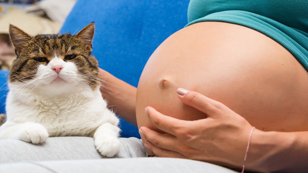 gatos na gravidez