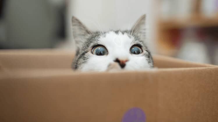 4 curiosidades sobre gatos que você precisa saber