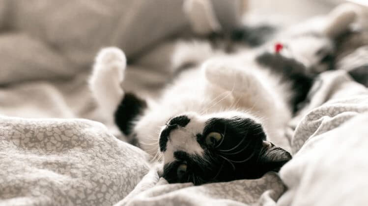 FELV