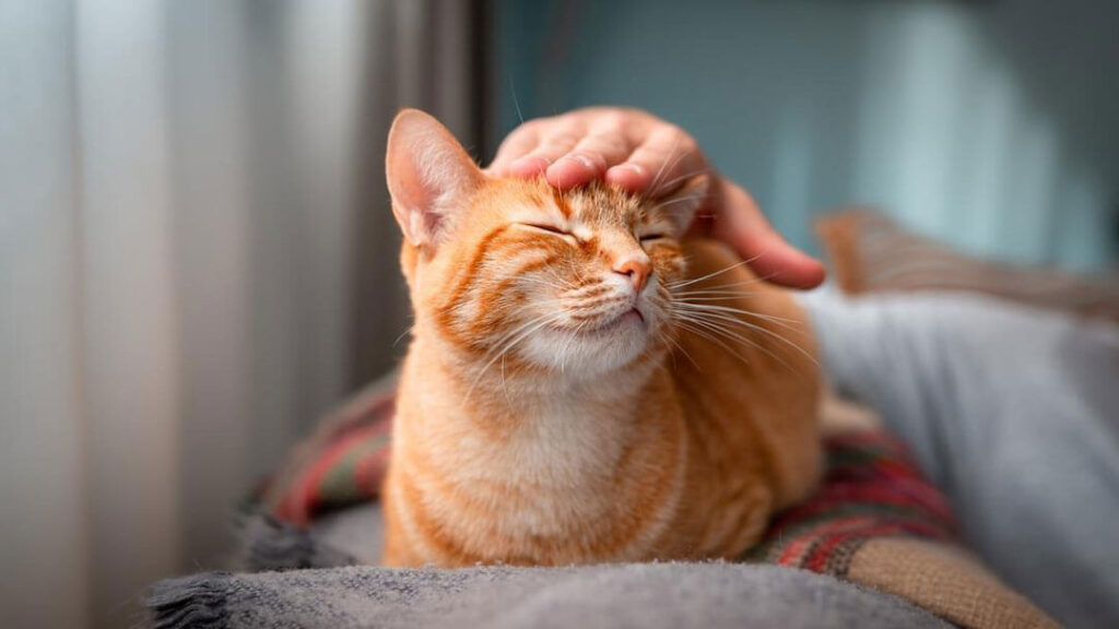 5 necessidades dos gatos que todo tutor deve saber - Pet Support