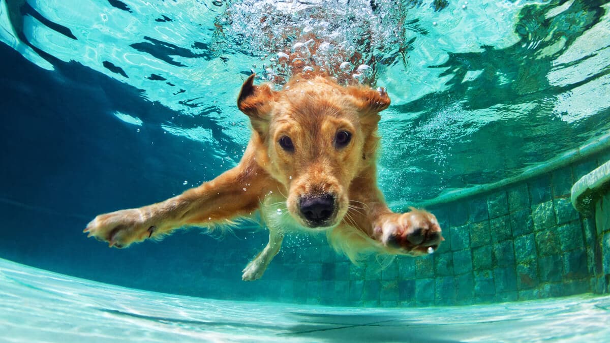 brincadeiras de verão para cachorros