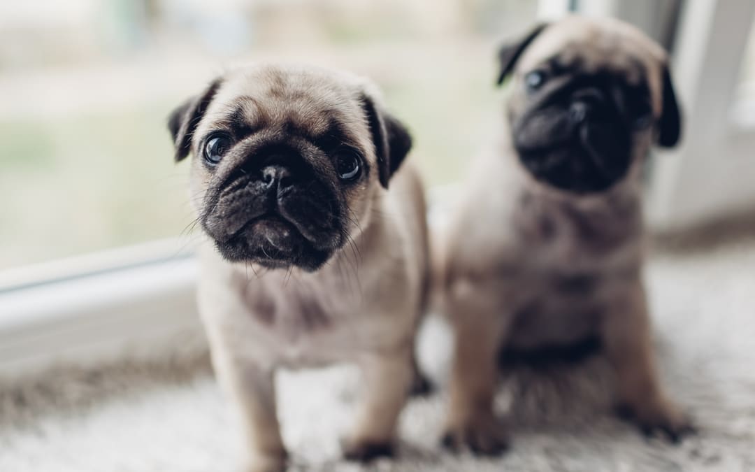 Cuidados com os Pugs Fofinhos 