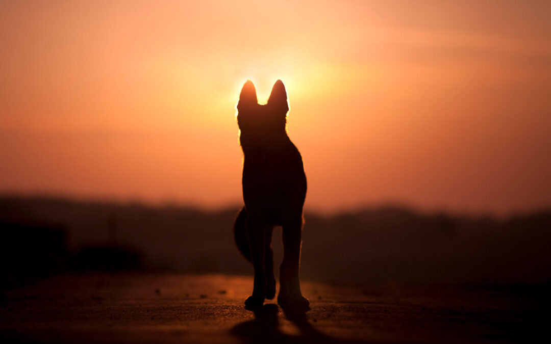 Luto e saudades do pet: o cuidado com a saúde mental