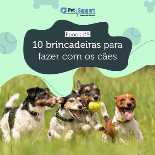 brincadeiras para fazer com cães