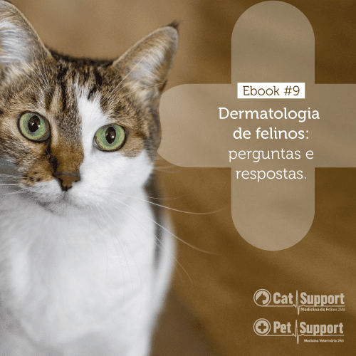 dermatologia-de-felinos