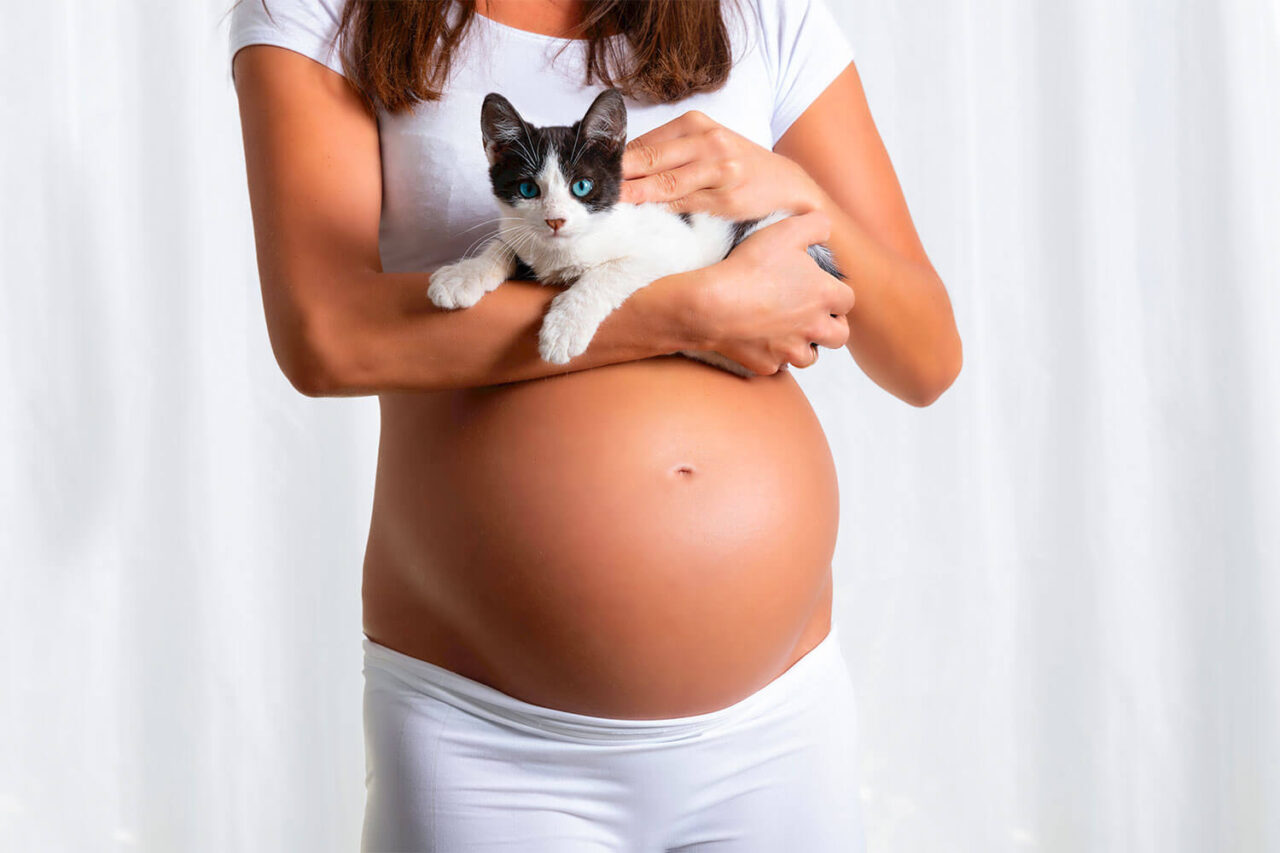Toxoplasmose e os cuidados com gatos na gravidez - Pet Support