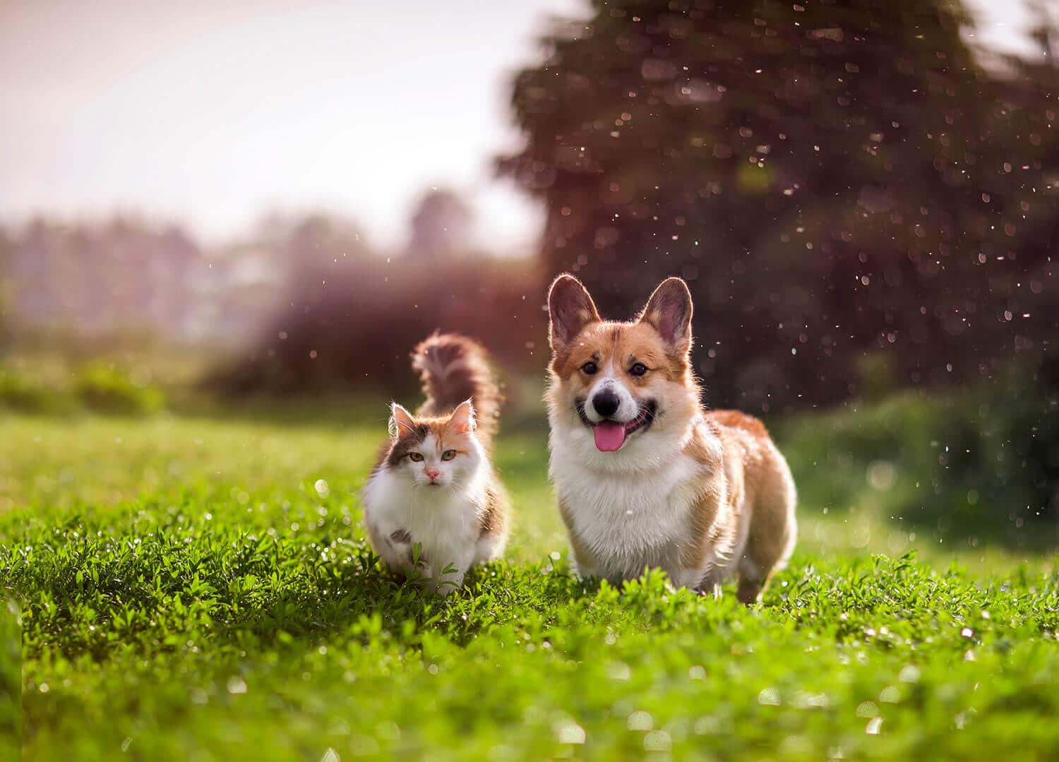 câncer de mama em pets