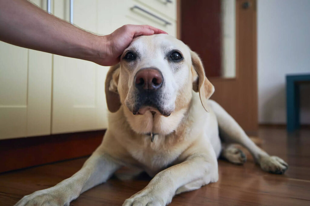 quimioterapia em pets