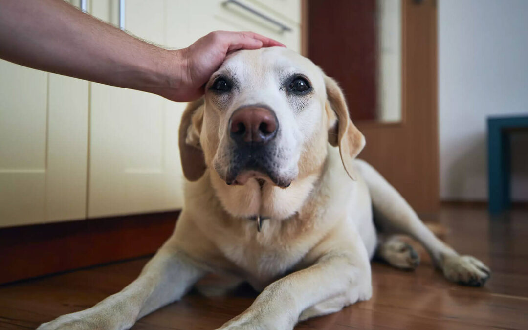 Cuidados com a quimioterapia em pets