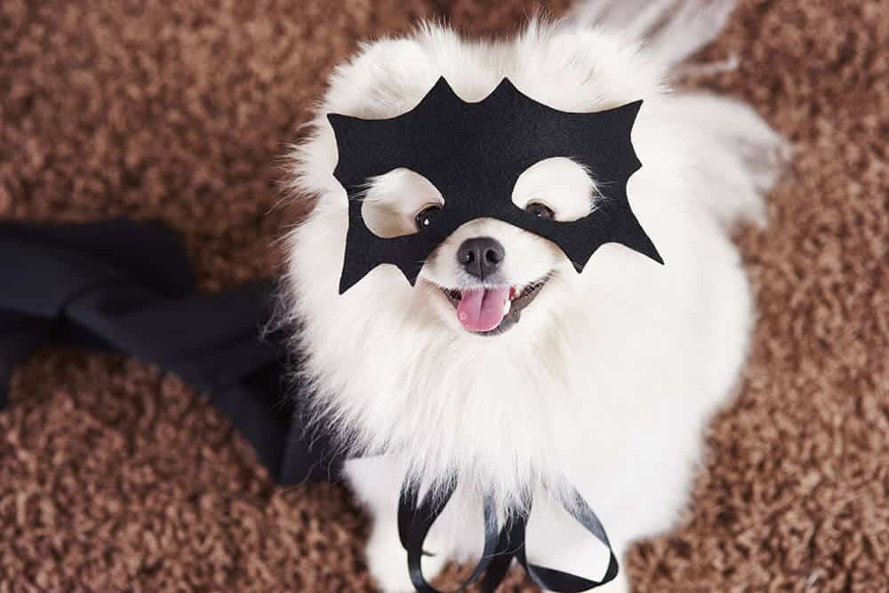 animais kawaii vestidos com fantasias de halloween. personagens de