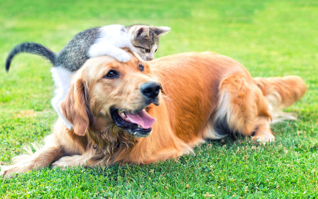 Picada de escorpião em cachorros e gatos: o que fazer