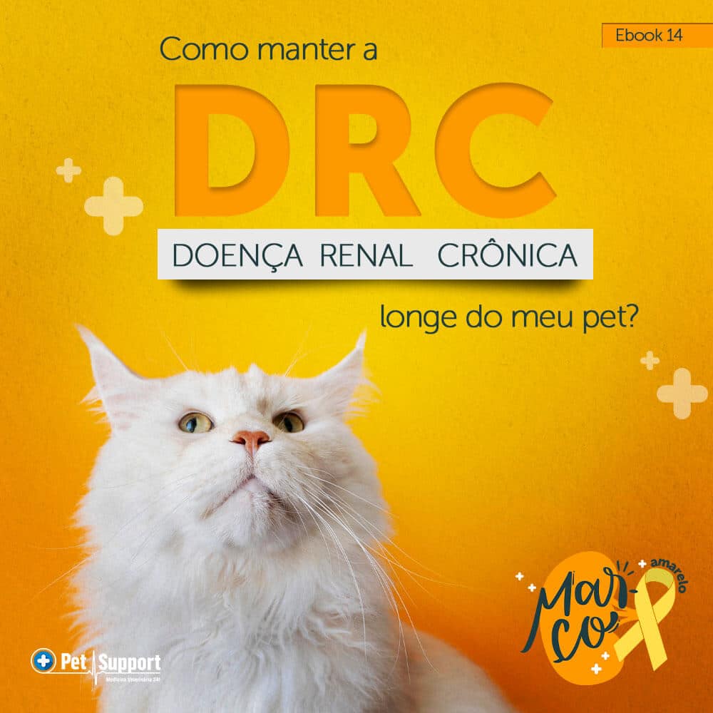 Como Manter a Doença Renal Crônica Longe do Meu Pet?