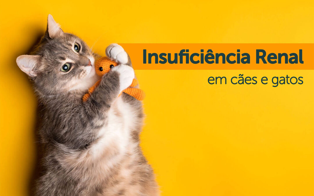 Insuficiência renal em cães e gatos: causas, sintomas e tratamento