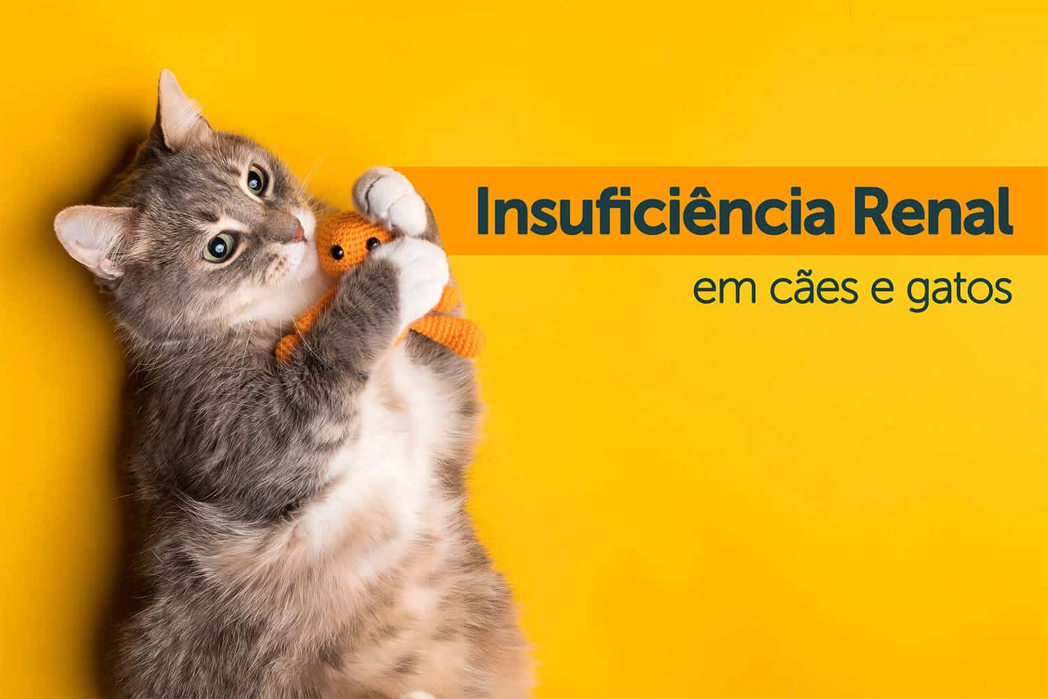 insuficiência renal em cães e gatos