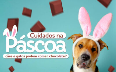 Páscoa: gatos e cachorros podem comer chocolate?