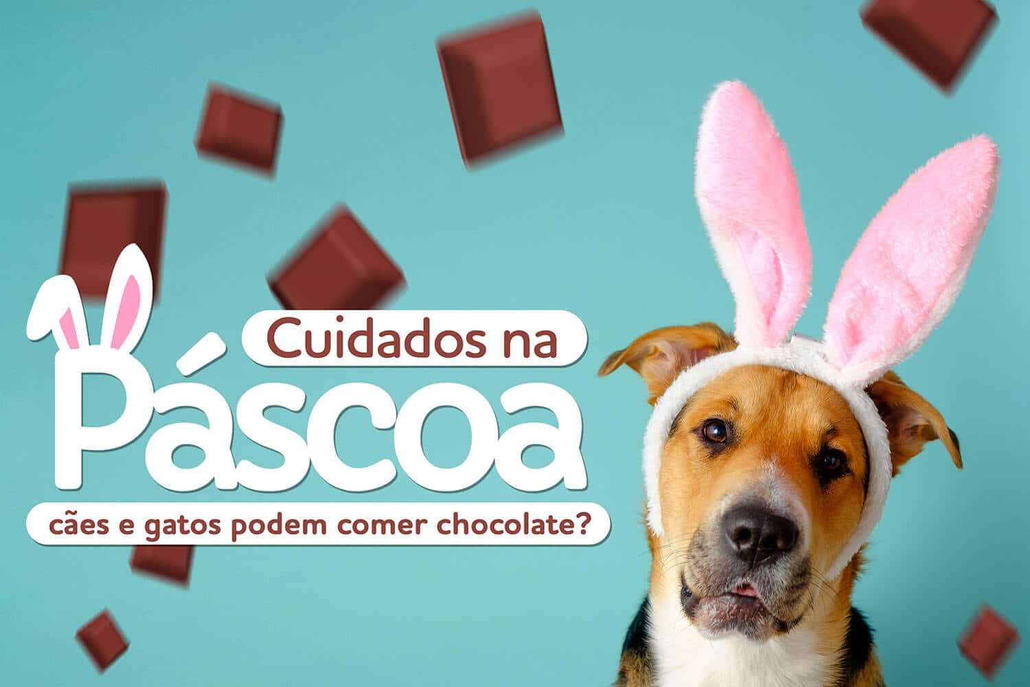cachorro pode comer chocolate?