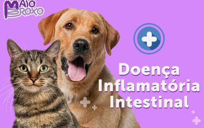 Enfrentando a Doença Inflamatória Intestinal em Pets