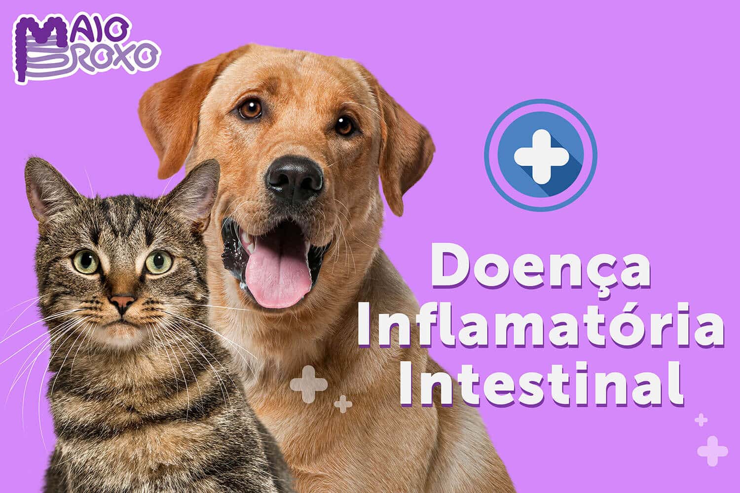 doença inflamatória intestinal em pets