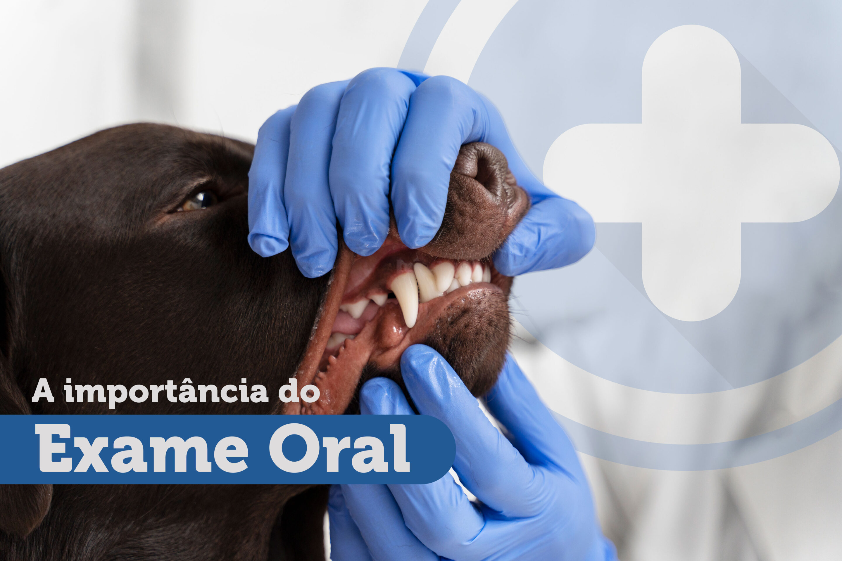 Exame Oral em Pets