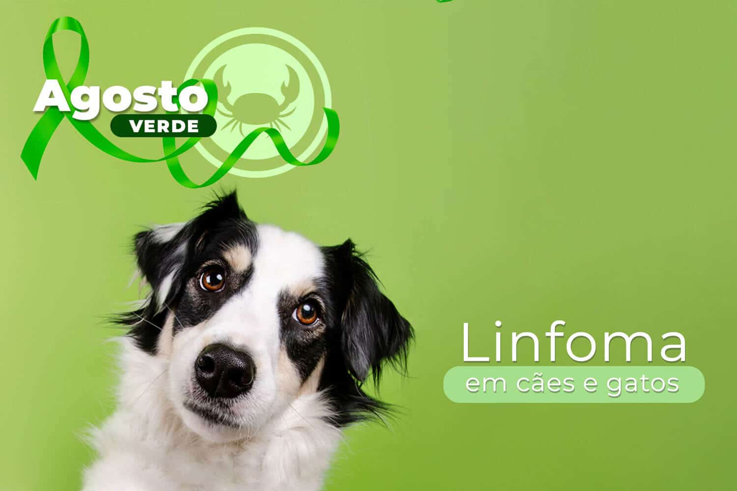 linfoma em cães e gatos