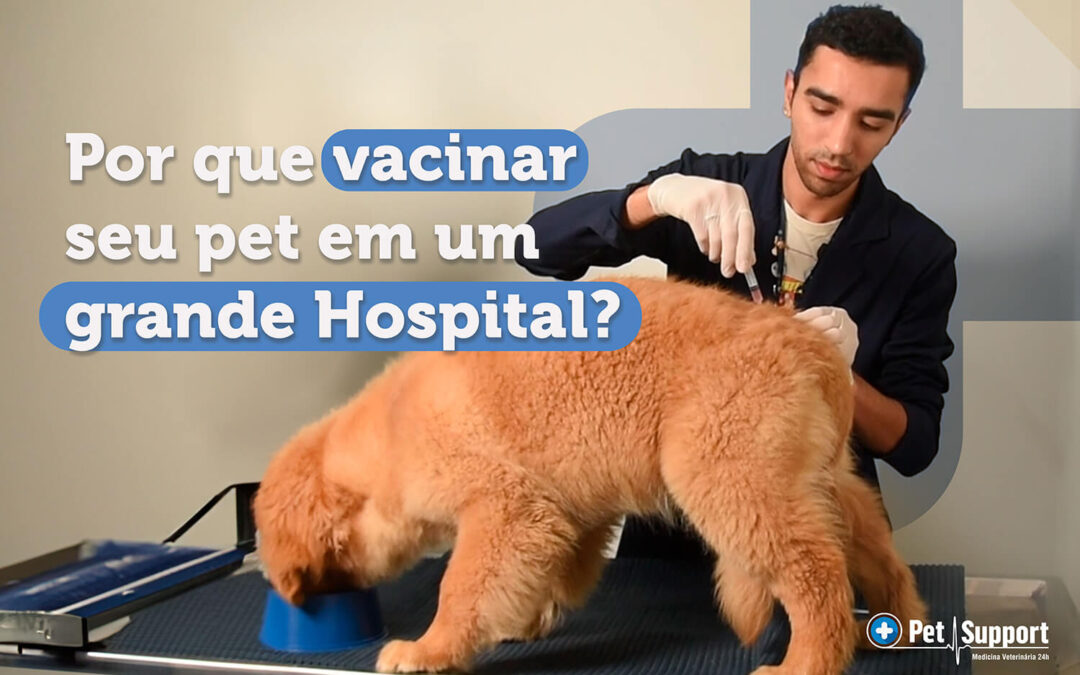 Vacinação para cães e gatos: por que vacinar em um grande Hospital?