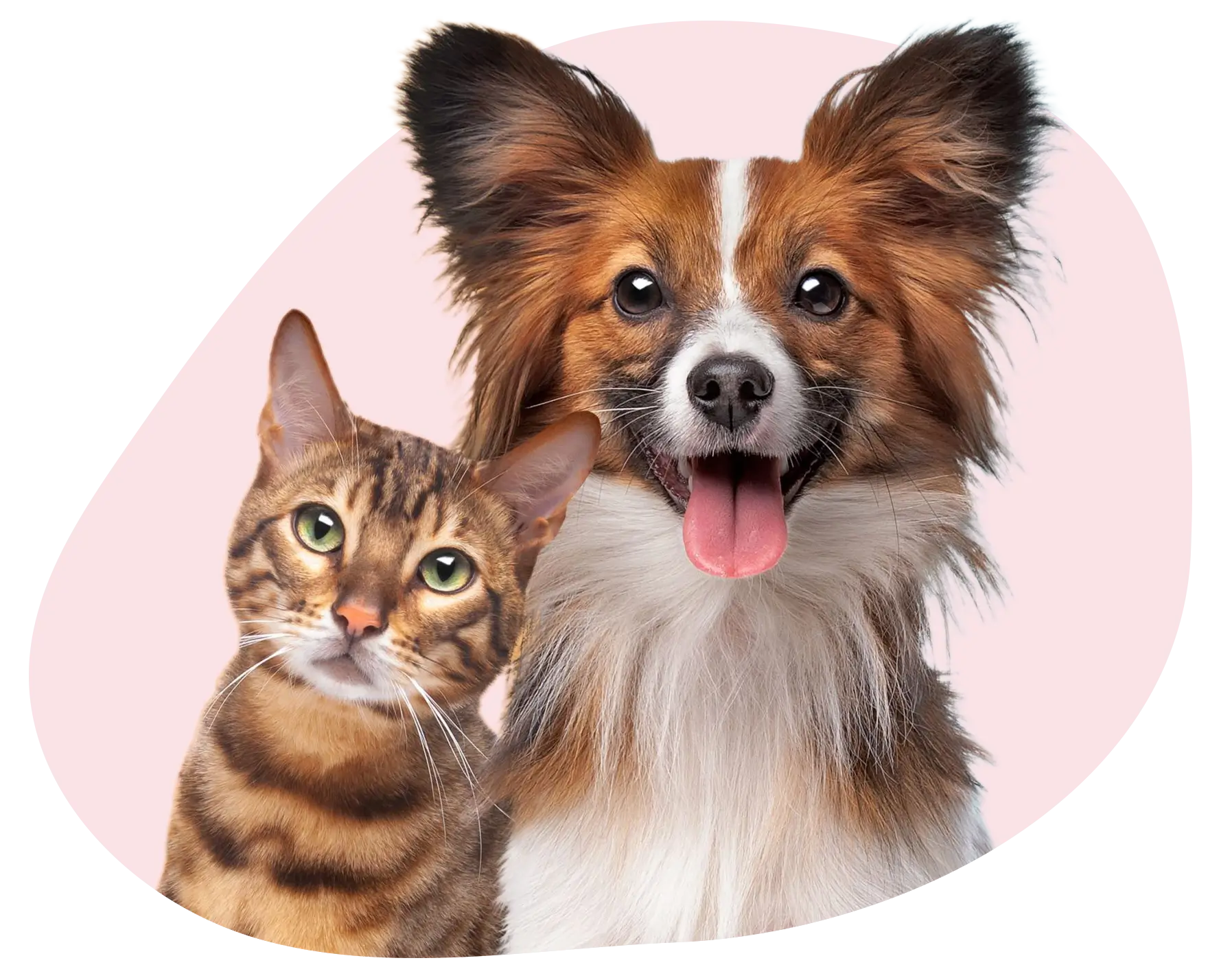 gato cachorro onco gato e cachorro