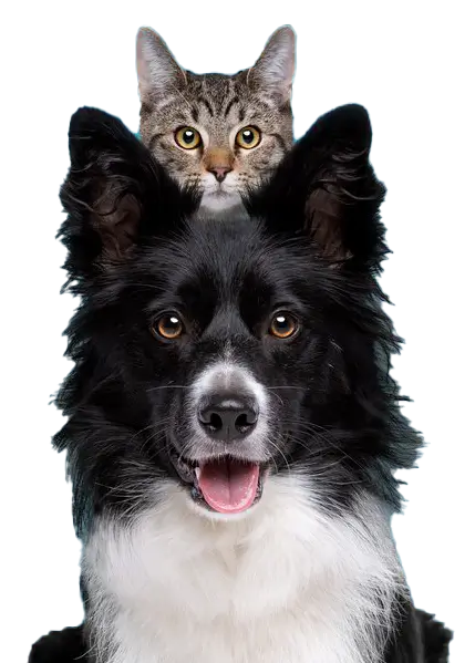gato e cachorro 2 support gato sobre cachorro