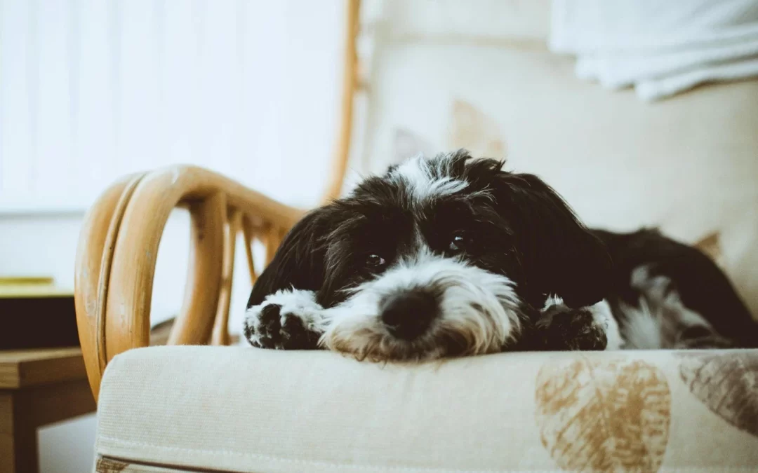 Ureia alta em cães: sinais, causas e tratamentos indicados