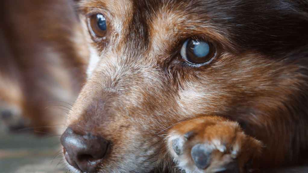 Cão com pupila esbranquiçada.