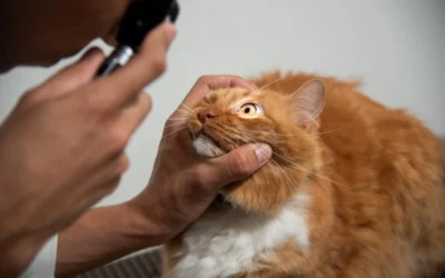 Eletrorretinografia veterinária: sinais de problemas de visão, catarata e exames da oftalmologia em cães e gatos